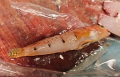 Narrow-Barred Grubfish photo 1