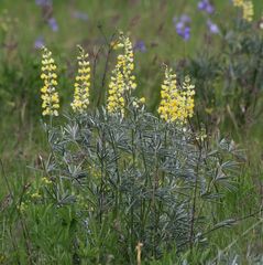 Lupinus sulphureus