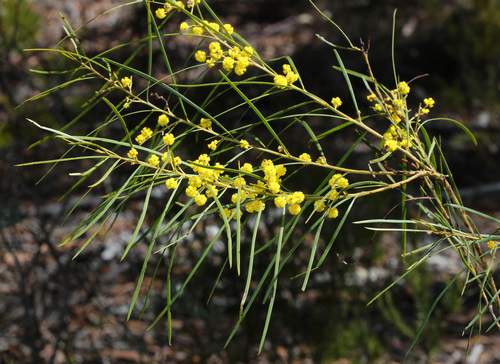 McNutt's Wattle (Acacia macnuttiana)
