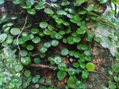 Peperomia rotundifolia