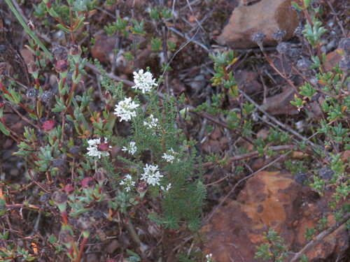 Image of Threes Bitterbush (Selago triquetra) by (c) Jeremy Gilmore, some rights reserved (CC BY)