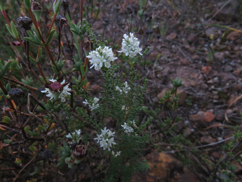 Image of Selago triquetra by (c) Jeremy Gilmore, some rights reserved (CC BY)