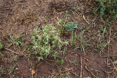 Brachystelma circinatum