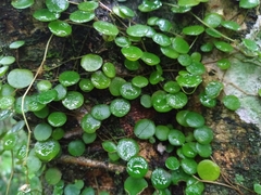 Peperomia rotundifolia