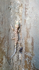 Cyrtodactylus rubidus