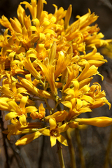 Tylecodon cacalioides