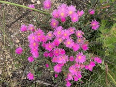 Lampranthus multiradiatus