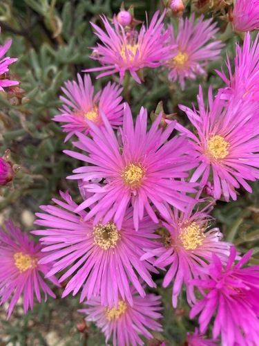 Lampranthus multiradiatus, photograph 4