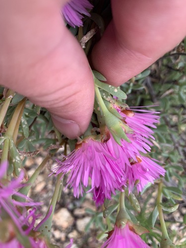 Lampranthus multiradiatus, photograph 5
