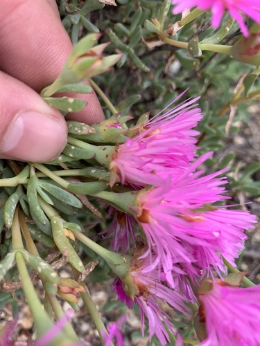 Lampranthus multiradiatus, photograph 6