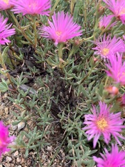 Lampranthus multiradiatus