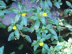 Angiospermae