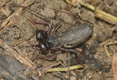 Thelyphonus sepiaris