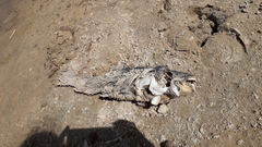 Megaleporinus obtusidens