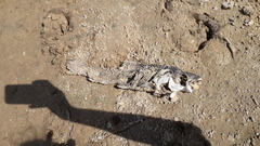 Megaleporinus obtusidens