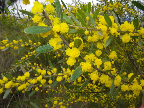 Mallee Wattle (Acacia montana)