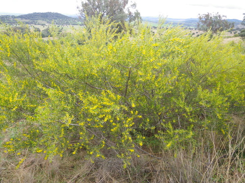 Acacia montana, photograph 1