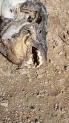 Megaleporinus obtusidens