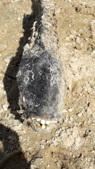 Megaleporinus obtusidens