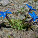 Gentiana brachyphylla - Photo (c) Hugh Knott, algunos derechos reservados (CC BY-NC-ND)