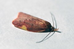 Enchocrates phaedryntis