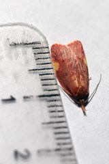 Enchocrates phaedryntis