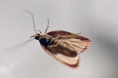 Enchocrates phaedryntis