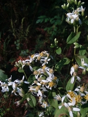 Doellingeria sericocarpoides