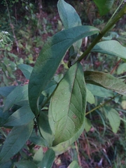 Doellingeria sericocarpoides