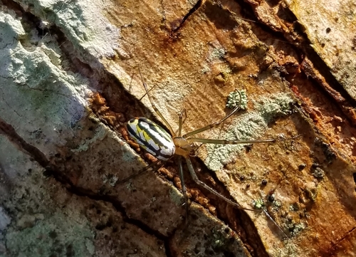 Leucauge mariana