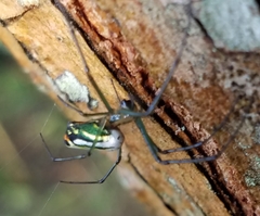 Leucauge mariana