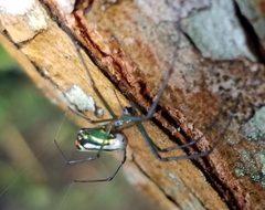 Leucauge mariana