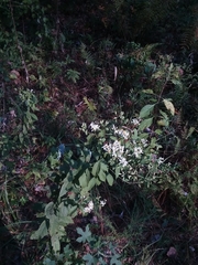 Doellingeria sericocarpoides