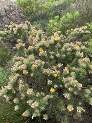 Aspalathus chenopoda