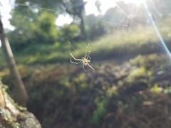 Leucauge mariana