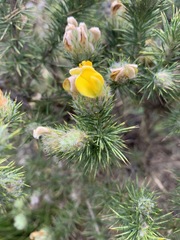 Aspalathus chenopoda