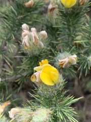 Aspalathus chenopoda