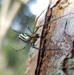 Leucauge mariana