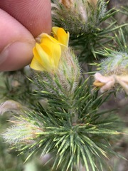 Aspalathus chenopoda