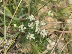 Dasispermum hispidum