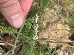 Dasispermum hispidum