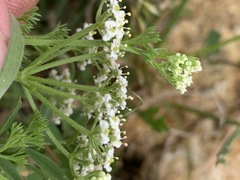 Dasispermum hispidum
