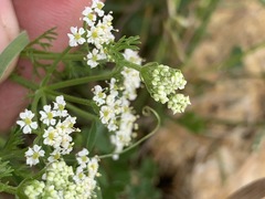 Dasispermum hispidum