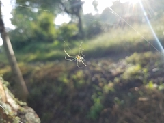 Leucauge mariana