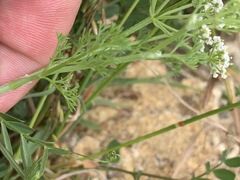 Dasispermum hispidum