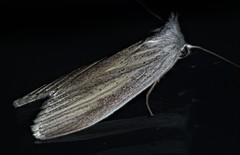 Prionopterina grammatistis