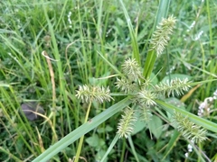 Cyperus cyperinus