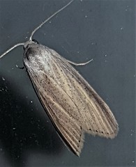 Prionopterina grammatistis