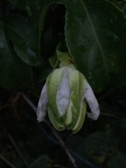 Passiflora edulis