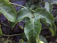 Passiflora edulis